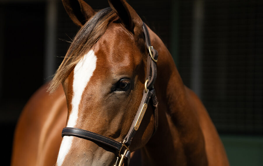 Lot 214 Extreme Choice (AUS) - Deroche (AUS) Chestnut Filly