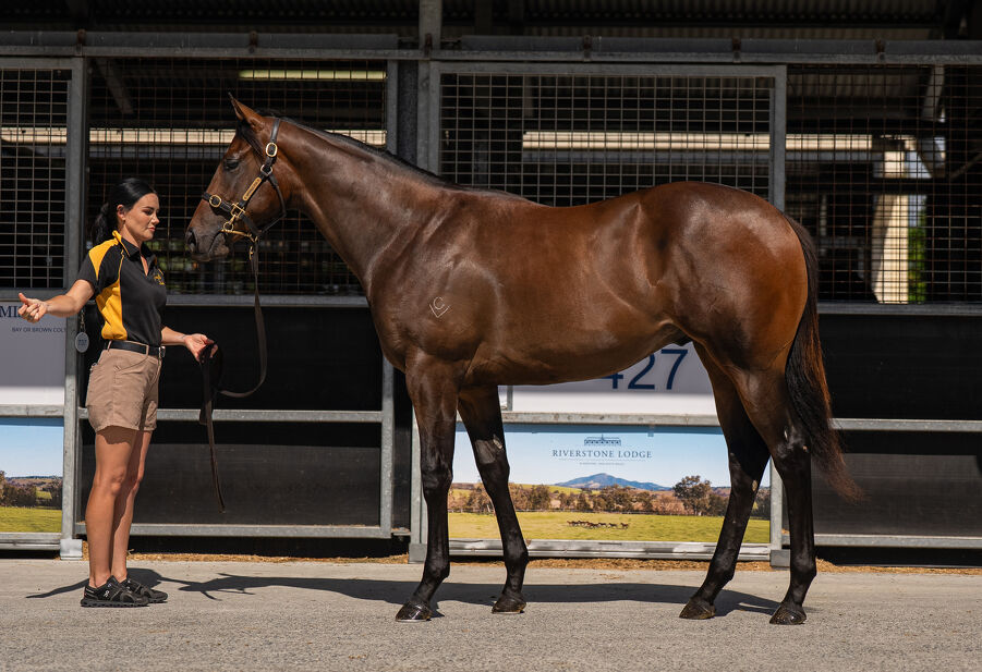 Lot 308 Stay Inside (AUS) - Galway Girl (AUS) Brown Colt