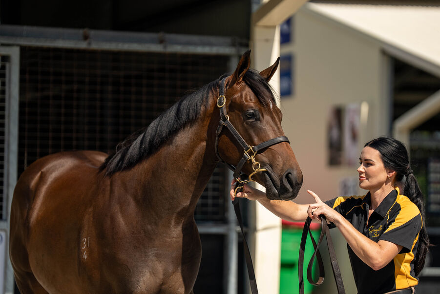 Lot 308 Stay Inside (AUS) - Galway Girl (AUS) Brown Colt