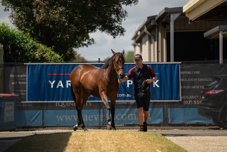 Lot 398 I Am Invincible (AUS) - Isola Blu (AUS) Bay Filly