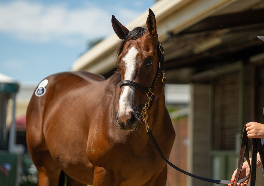 Lot 493 Snitzel (AUS) - Loving Gaby (AUS) Bay Colt