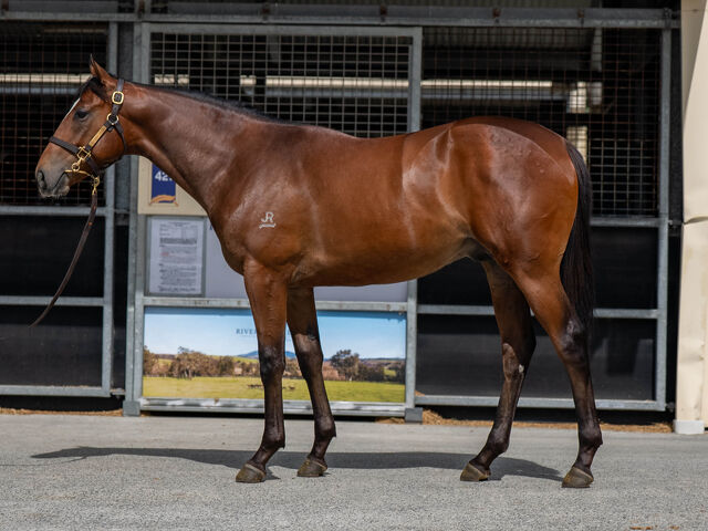 Lot 603 Snitzel (AUS) - Never Listen (AUS) Bay Colt