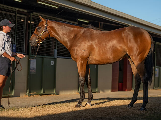 Lot 932 Spirit of Boom (AUS) - Typhoon Jolie (AUS) Bay Filly