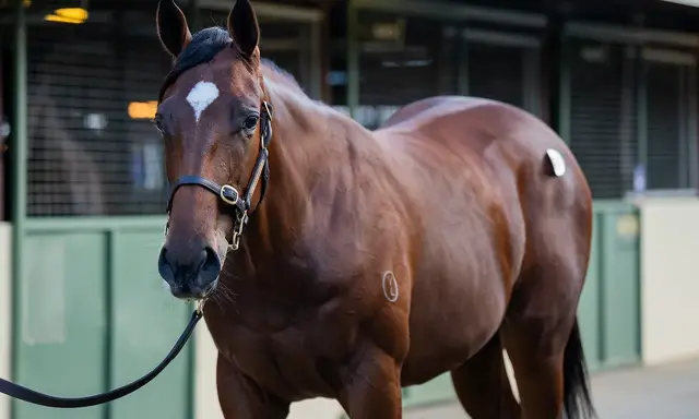 Yearling Spotlight: Lucky Vega (IRE) – Twisted Reality (Fastnet Rock) bay filly